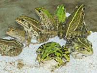青蛙日常养殖方法